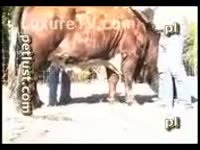 [ Beastiality XXX and Animal Sex ] Bitch Sucks Horse